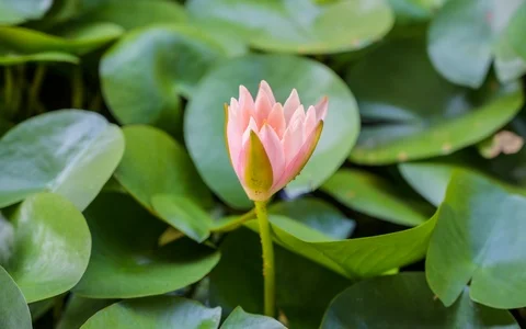 Lotus flower Stock Footage 106926274