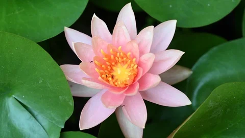 Lotus flower Stock Footage 106926723