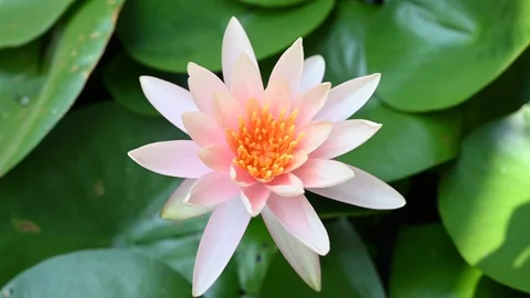 Lotus flower Stock Footage 106926917