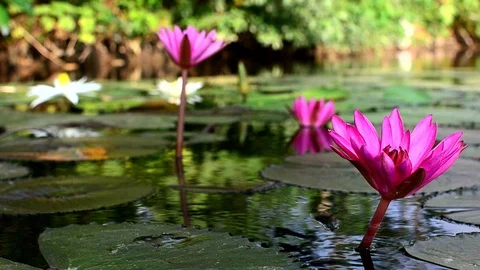 Lotus flower 库存影片 108080293