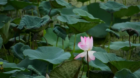 Lotus flower Vídeos de archivo 114951640