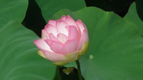 Lotus flower Video stock 118804888