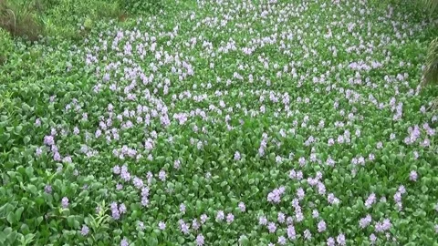 Lotus flower Stock Footage 135495204