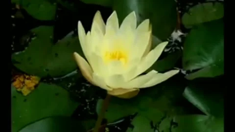 Lotus flower Stock Footage 202198415