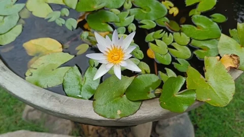 Lotus flower Stock Footage 219221983