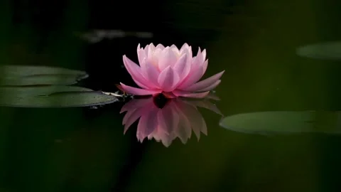 Lotus flower 库存影片 242380856