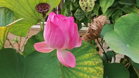 Lotus flower Stock Footage 322895170