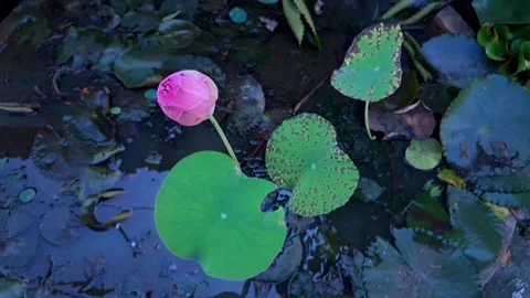 Lotus flower Stock Footage 329906998