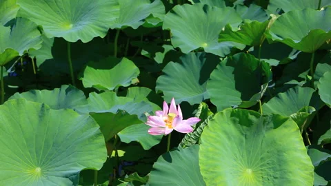 Lotus Flower Stock-Footage 331983615
