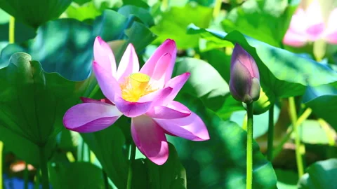 Lotus Flower Video stock 331983620