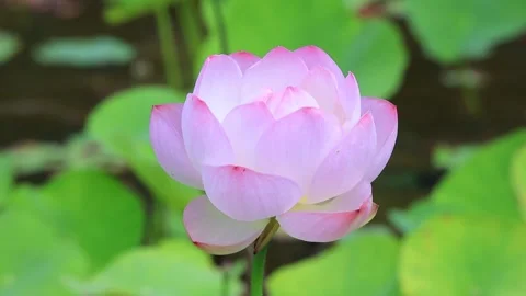 Lotus Flower Stock-Footage 332004260