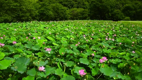 Lotus Flower Video stock 332254651