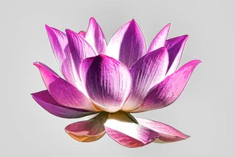 Lotus flower graphism Stock Illustration