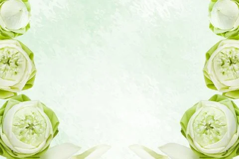 Lotus flower Stock Illustration