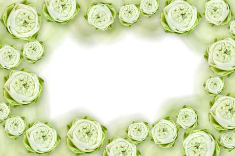 Lotus flower Stock Illustration