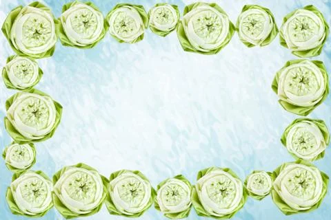 Lotus flower Stock Illustration