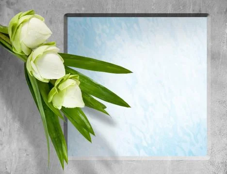 Lotus flower Stock Illustration
