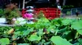 Lotus Flower in Japanese Garden 01 HD HD Footage