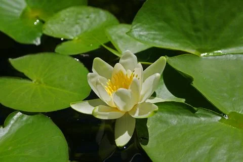 Lotus flower in the lake Stock Photos