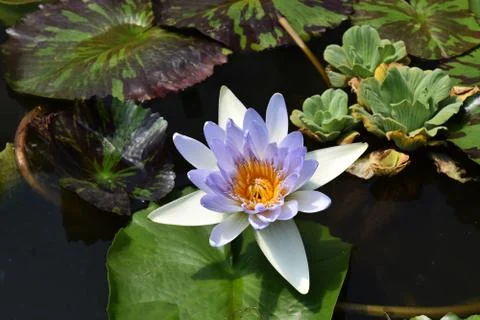 Lotus Flower, Lily Pads Stock Photos