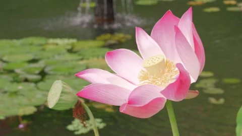 Lotus flower moved by the wind Stock Footage 263967373