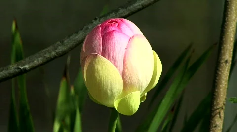 Lotus Flower Multi colored Stock Footage 670597