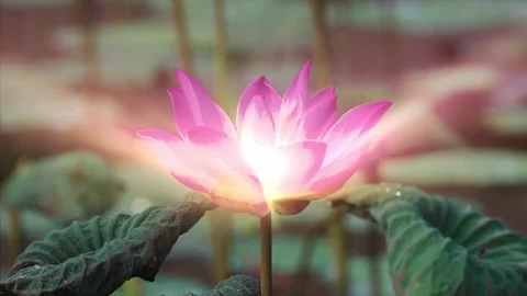 Lotus flower opening with with rays of light coming from it Stock Footage 164117177