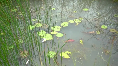 The lotus flower or Nymphaea Stock Footage 272959706