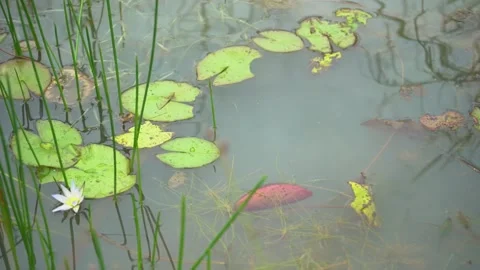 The lotus flower or Nymphaea Video stock 272960027