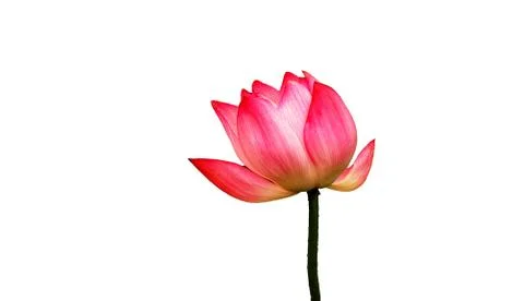 Lotus flower 스톡 사진