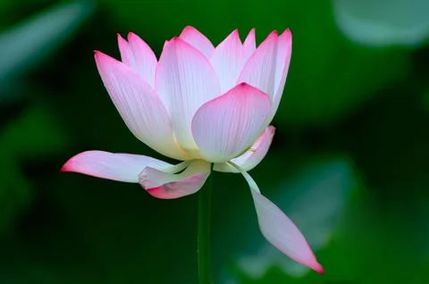 Lotus flower Stock Photos