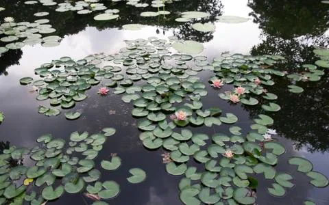 Lotus flower Stock Photos