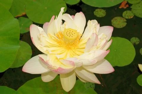 Lotus flower Stock Photos