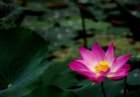 Lotus flower Stock Photos