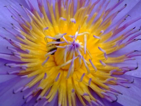 Lotus flower Stock Photos