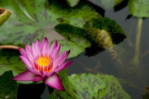 Lotus flower Stock Photos