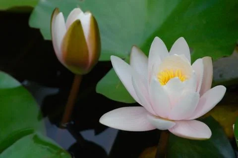 Lotus flower Stock Photos