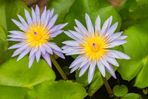 Lotus flower Stock Photos
