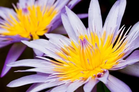Lotus flower Stock Photos