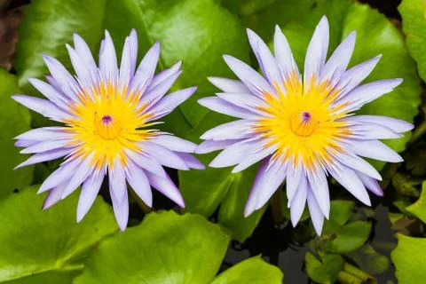 Lotus flower Stock-Fotos