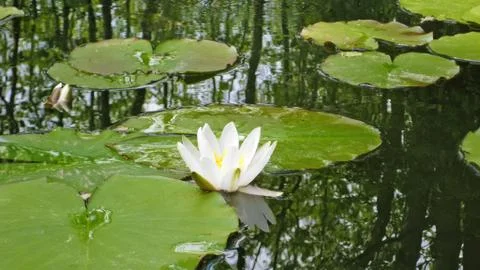 Lotus flower Stock Photos