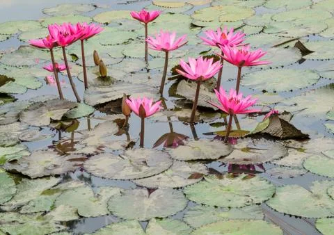 Lotus flower Stock Photos