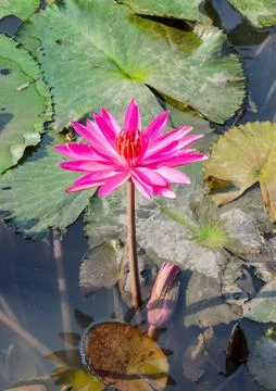 Lotus flower Stock Photos