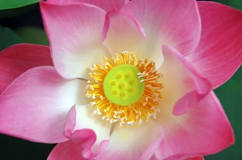 Lotus flower Stock Photos