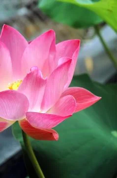 Lotus flower Stock Photos