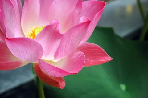 Lotus flower Stock Photos