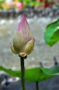 Lotus flower Stock Photos