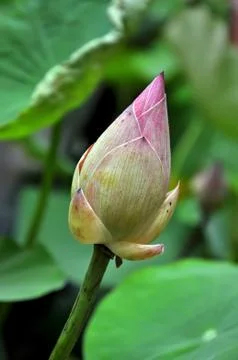 Lotus flower Stockfoto's