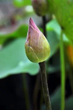 Lotus flower Stock Photos