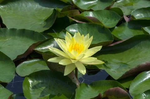 Lotus flower Stock Photos